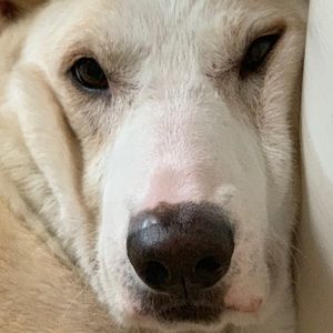 Meet your Posher, Kyle